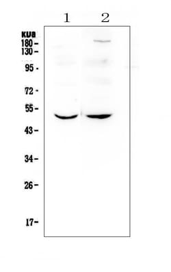Invitrogen MEF2C Polyclonal Antibody 100 &mu;g | Buy Online | Invitrogen&trade; | Fisher Scientific