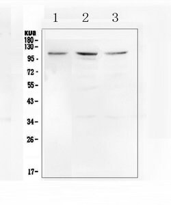 Invitrogen MIB1 Polyclonal Antibody 100 &mu;g; Unconjugated:Antibodies,