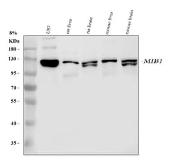 Invitrogen MIB1 Polyclonal Antibody 100 &mu;g; Unconjugated:Antibodies,