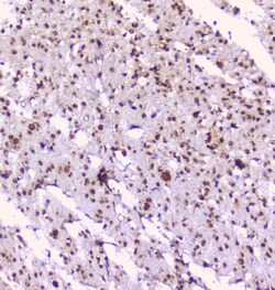 Invitrogen NOVA1 Polyclonal Antibody 100 &mu;g; Unconjugated:Antibodies,