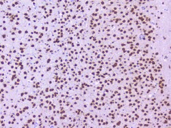 Invitrogen NOVA1 Polyclonal Antibody 100 &mu;g; Unconjugated:Antibodies,