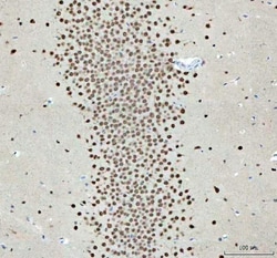 Invitrogen NOVA1 Polyclonal Antibody 100 &mu;g; Unconjugated:Antibodies,