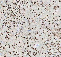 Invitrogen NOVA1 Polyclonal Antibody 100 &mu;g; Unconjugated:Antibodies,