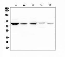 Invitrogen NOX5 Polyclonal Antibody 100 &mu;g; Unconjugated:Antibodies,
