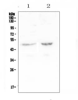 Invitrogen PLA2G7 Polyclonal Antibody 100 &mu;g; Unconjugated:Antibodies,