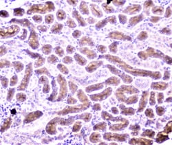 Invitrogen PON1 Polyclonal Antibody 100 &mu;g; Unconjugated:Antibodies,