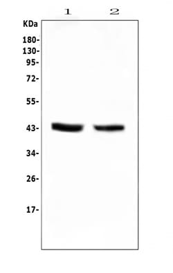 Invitrogen PON1 Polyclonal Antibody 100 &mu;g; Unconjugated:Antibodies,