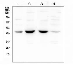 Invitrogen POU4F1 Polyclonal Antibody 100 &mu;g; Unconjugated:Antibodies,