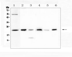 Invitrogen Doppel Polyclonal Antibody 100 &mu;g | Buy Online | Invitrogen&trade; | Fisher Scientific