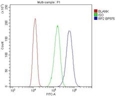 Invitrogen RP2 Polyclonal Antibody 100 &mu;g; Unconjugated:Antibodies,