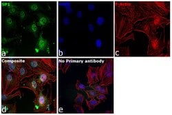 Invitrogen SP1 Polyclonal Antibody 100 &mu;g; Unconjugated:Antibodies,