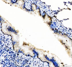Invitrogen SP1 Polyclonal Antibody 100 &mu;g; Unconjugated:Antibodies,