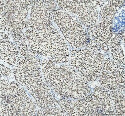 Invitrogen SP1 Polyclonal Antibody 100 &mu;g; Unconjugated:Antibodies,