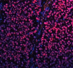 Invitrogen SP1 Polyclonal Antibody 100 &mu;g; Unconjugated:Antibodies,