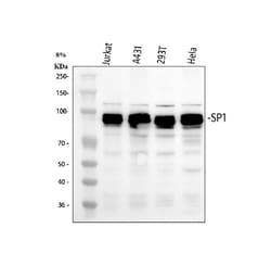 Invitrogen SP1 Polyclonal Antibody 100 &mu;g; Unconjugated:Antibodies,