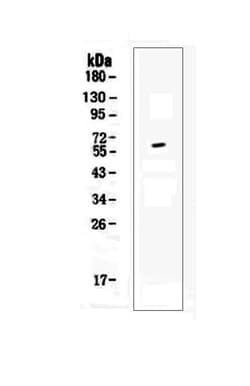Invitrogen CD137 Polyclonal Antibody 100 &mu;g; Unconjugated:Antibodies,