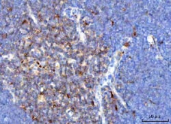 Invitrogen TRAC Polyclonal Antibody 100 &mu;g; Unconjugated:Antibodies,