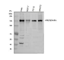 Invitrogen Anillin Polyclonal Antibody 100 &mu;g; Unconjugated:Antibodies,