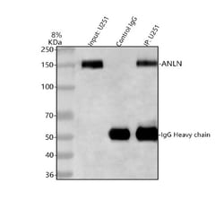Invitrogen Anillin Polyclonal Antibody 100 &mu;g; Unconjugated:Antibodies,