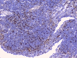 Invitrogen BTLA Polyclonal Antibody 100 &mu;g | Buy Online | Invitrogen&trade; | Fisher Scientific