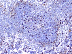 Invitrogen BTLA Polyclonal Antibody 100 &mu;g | Buy Online | Invitrogen&trade; | Fisher Scientific
