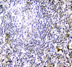 Invitrogen CD84 Polyclonal Antibody 100 &mu;g; Unconjugated:Antibodies,