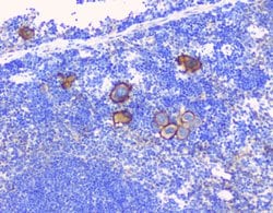 Invitrogen CD229 Polyclonal Antibody 100 &mu;g; Unconjugated:Antibodies,