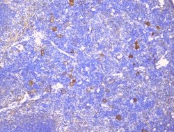 Invitrogen CD229 Polyclonal Antibody 100 &mu;g; Unconjugated:Antibodies,