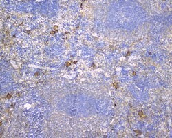 Invitrogen CD229 Polyclonal Antibody 100 &mu;g; Unconjugated:Antibodies,