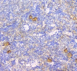 Invitrogen CD229 Polyclonal Antibody 100 &mu;g; Unconjugated:Antibodies,