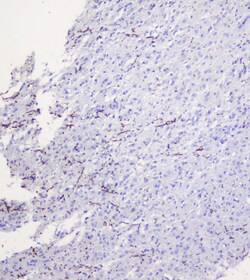 Invitrogen MOG Polyclonal Antibody 100 &mu;g; Unconjugated:Antibodies,