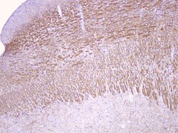 Invitrogen MOG Polyclonal Antibody 100 &mu;g; Unconjugated:Antibodies,