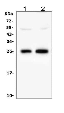 Invitrogen MOG Polyclonal Antibody 100 &mu;g; Unconjugated:Antibodies,