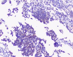 Invitrogen PKC gamma Polyclonal Antibody 100 &mu;g; Unconjugated:Antibodies,