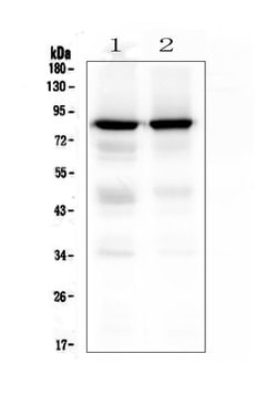 Invitrogen PKC gamma Polyclonal Antibody 100 &mu;g; Unconjugated:Antibodies,
