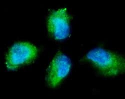 Invitrogen PKC gamma Polyclonal Antibody 100 &mu;g; Unconjugated:Antibodies,