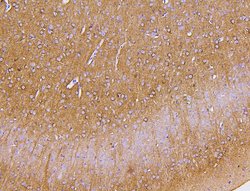 Invitrogen PKC gamma Polyclonal Antibody 100 &mu;g; Unconjugated:Antibodies,