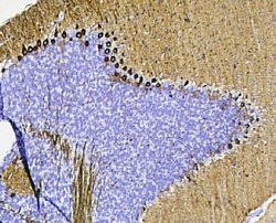 Invitrogen PKC gamma Polyclonal Antibody 100 &mu;g; Unconjugated:Antibodies,