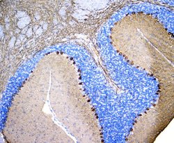 Invitrogen PKC gamma Polyclonal Antibody 100 &mu;g; Unconjugated:Antibodies,