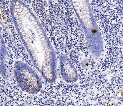 Invitrogen PYY Polyclonal Antibody 100 &mu;g; Unconjugated:Antibodies,