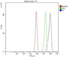 Invitrogen SI Polyclonal Antibody 100 &mu;g; Unconjugated:Antibodies, Polyclonal