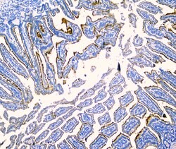 Invitrogen SI Polyclonal Antibody 100 &mu;g; Unconjugated:Antibodies, Polyclonal