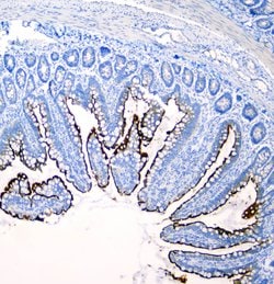 Invitrogen SI Polyclonal Antibody 100 &mu;g; Unconjugated:Antibodies, Polyclonal