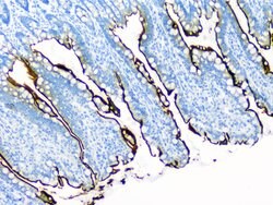 Invitrogen SI Polyclonal Antibody 100 &mu;g; Unconjugated:Antibodies, Polyclonal