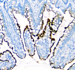 Invitrogen SI Polyclonal Antibody 100 &mu;g; Unconjugated:Antibodies, Polyclonal