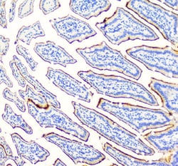 Invitrogen SI Polyclonal Antibody 100 &mu;g; Unconjugated:Antibodies, Polyclonal
