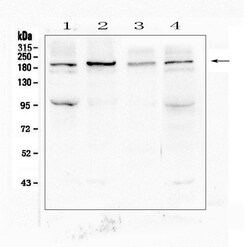 Invitrogen SI Polyclonal Antibody 100 &mu;g; Unconjugated:Antibodies, Polyclonal