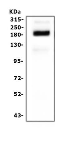 Invitrogen SI Polyclonal Antibody 100 &mu;g; Unconjugated:Antibodies, Polyclonal