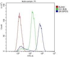 Invitrogen Sorcin Polyclonal Antibody 100 &mu;g; Unconjugated:Antibodies,