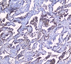 Invitrogen Sorcin Polyclonal Antibody 100 &mu;g; Unconjugated:Antibodies,